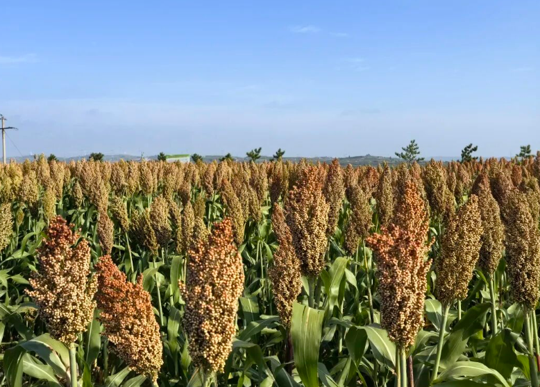 202512060232391309.jpg 1.jpg