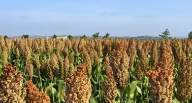 府谷縣：旱塬“逆襲” 黃土生金