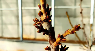 “一水兩用、一棚雙收”，府谷縣循環(huán)農(nóng)業(yè)激活鄉(xiāng)村振興“一池春水”